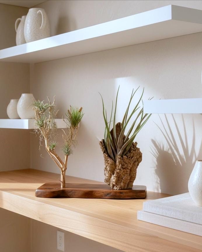 Sculptural Air Plant & Wood Art with Premium Air Plant Collection | Huge Statement Tillandsia, Live Edge Walnut, Manzanita and Cork Wood