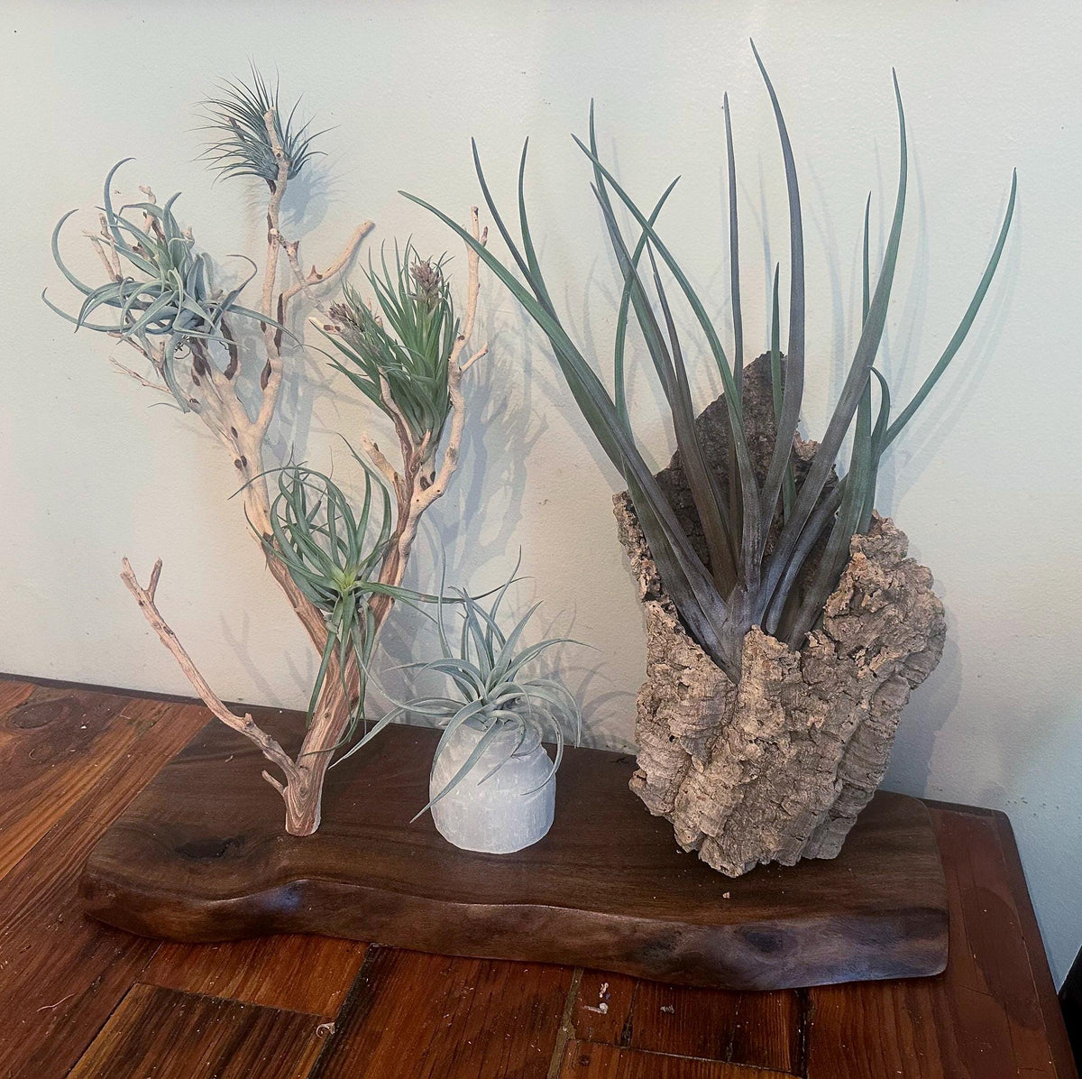 Sculptural Air Plant & Wood Art with Premium Air Plant Collection | Huge Statement Tillandsia, Live Edge Walnut, Manzanita and Cork Wood