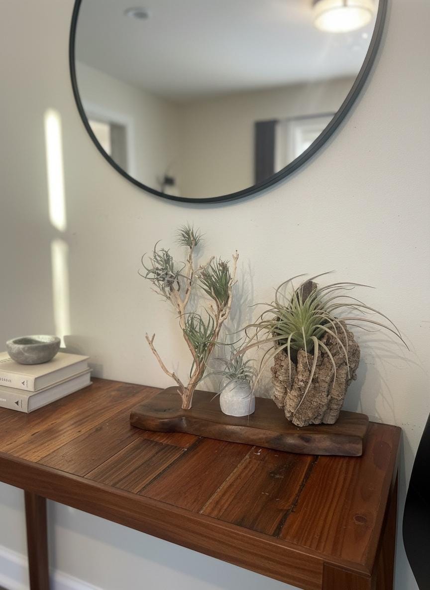 Sculptural Air Plant & Wood Art with Premium Air Plant Collection | Huge Statement Tillandsia, Live Edge Walnut, Manzanita and Cork Wood