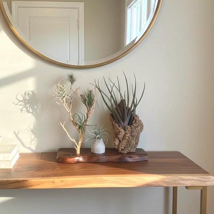 Sculptural Air Plant & Wood Art with Premium Air Plant Collection | Huge Statement Tillandsia, Live Edge Walnut, Manzanita and Cork Wood