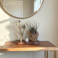 Sculptural Air Plant & Wood Art with Premium Air Plant Collection | Huge Statement Tillandsia, Live Edge Walnut, Manzanita and Cork Wood